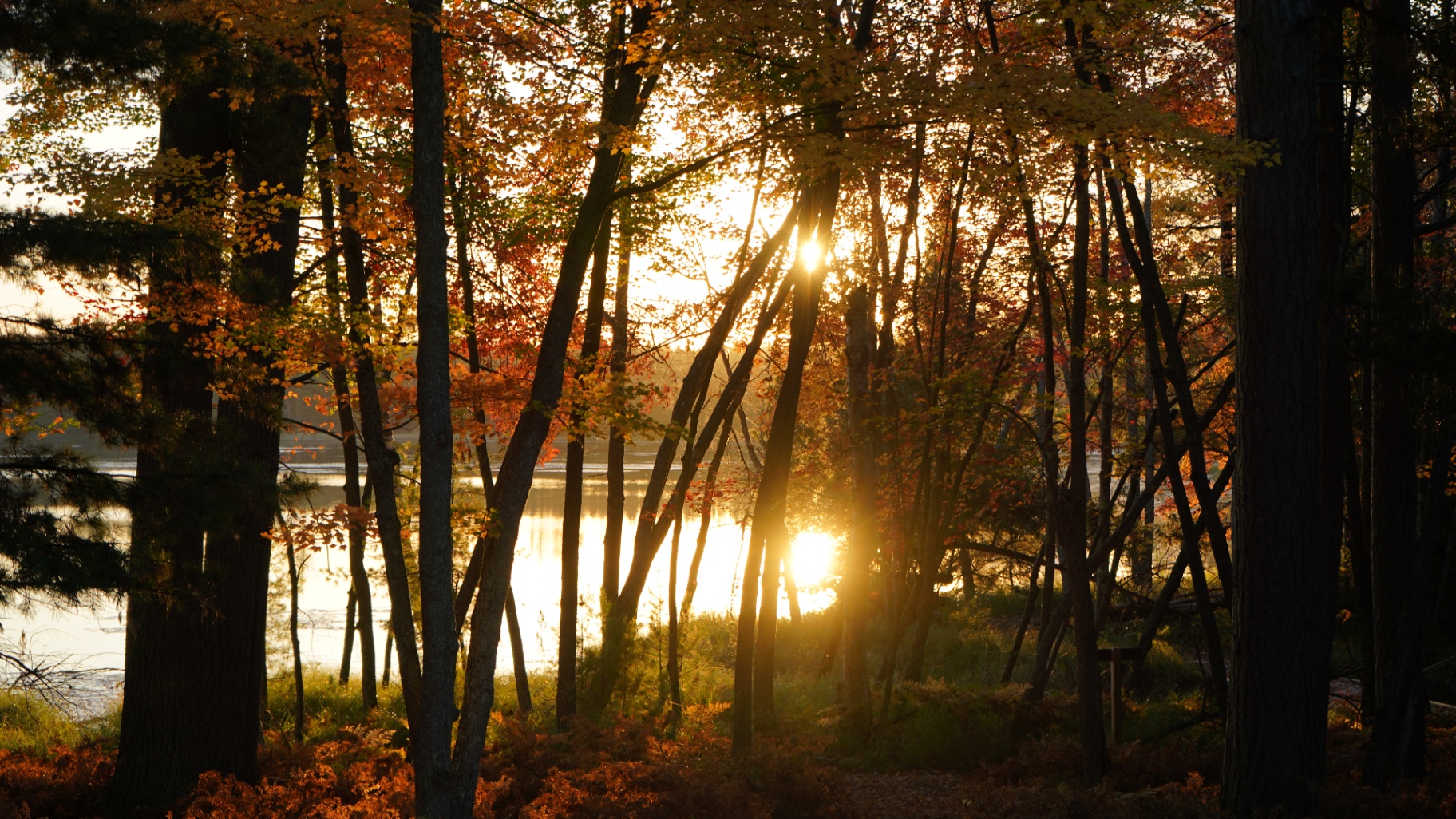 Autumn trees by a lake at golden hour