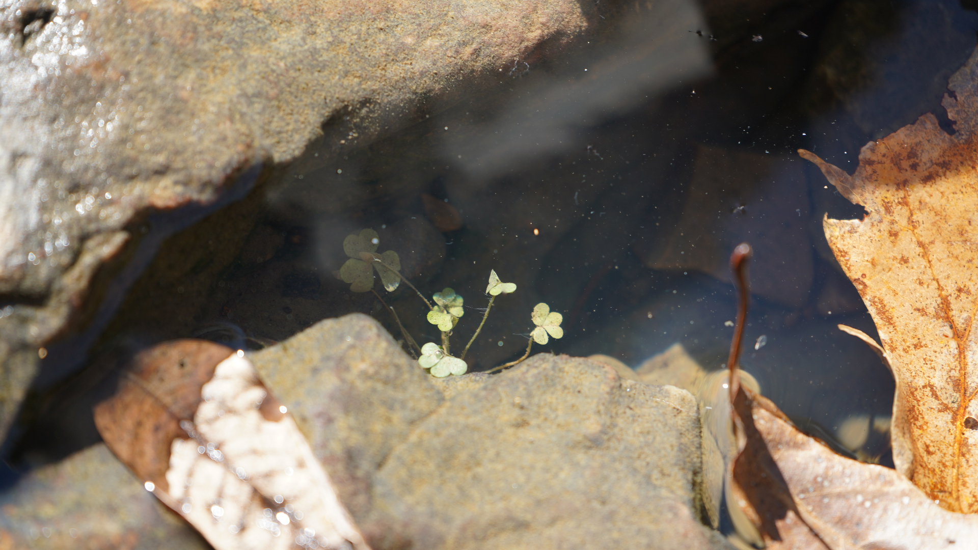 Macro photo of tiny clovers in water